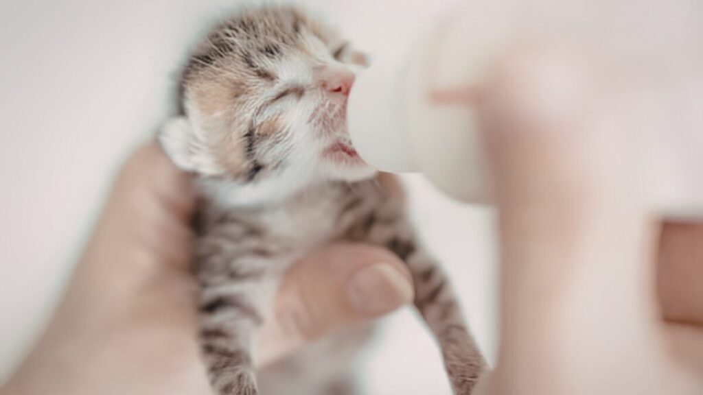 gatos filhotes recebendo alimentação correta