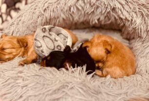 gatos filhotes recém-nascidos aquecidos