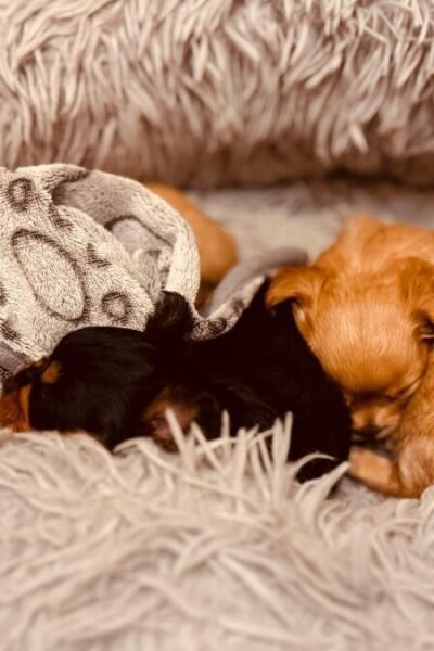 gatos filhotes recém-nascidos aquecidos