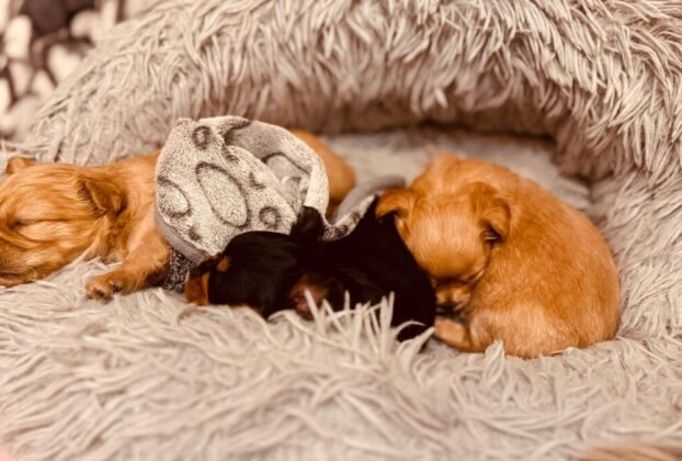 gatos filhotes recém-nascidos aquecidos