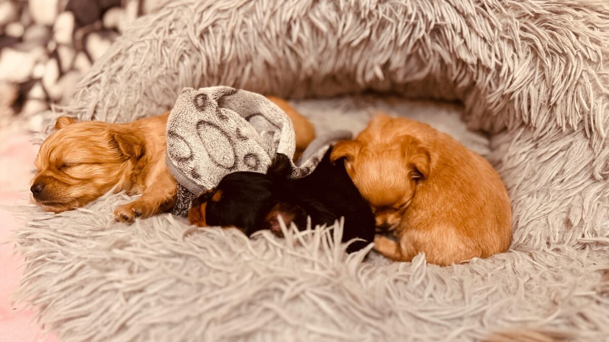 gatos filhotes recém-nascidos aquecidos