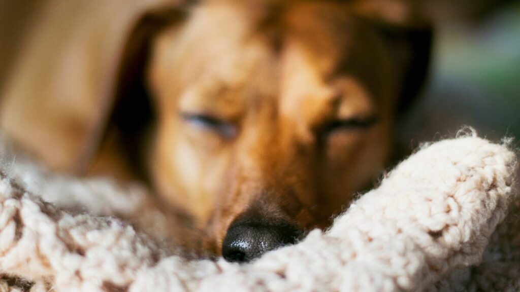 incontinência urinária em cães dormindo