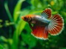 peixe betta em aquário ideal