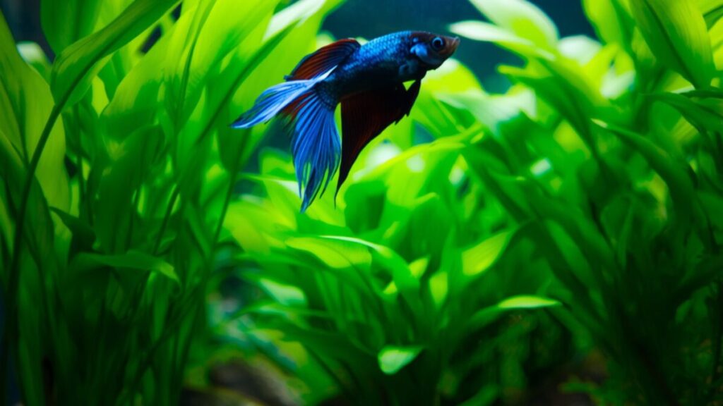 peixe betta saudável no aquário