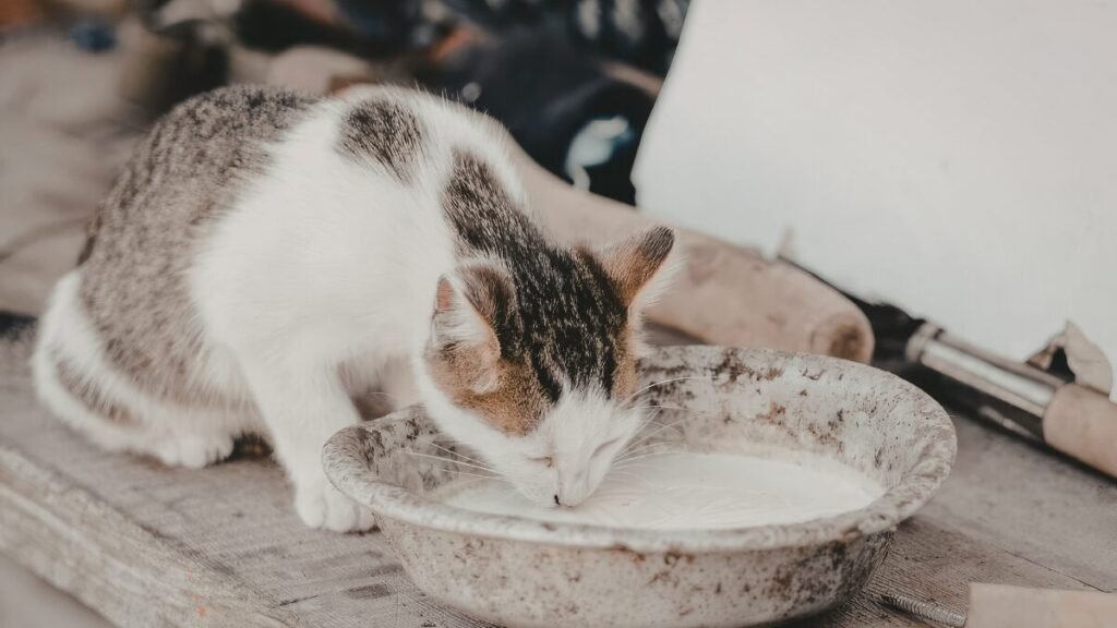 Ana Castela virou mãe Gatinho e alerta do leite