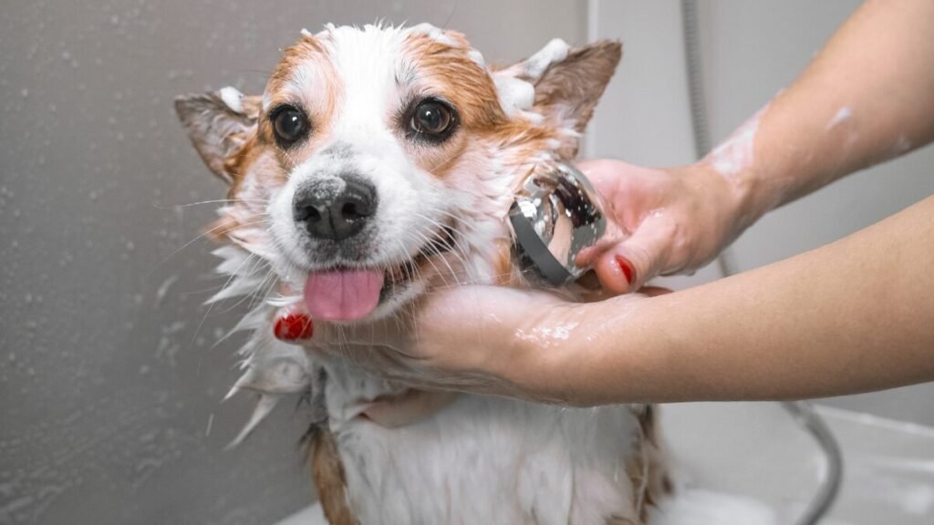 Banho em cachorro com detergente