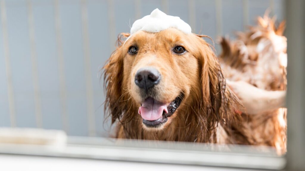 Banho em cachorro com detergente