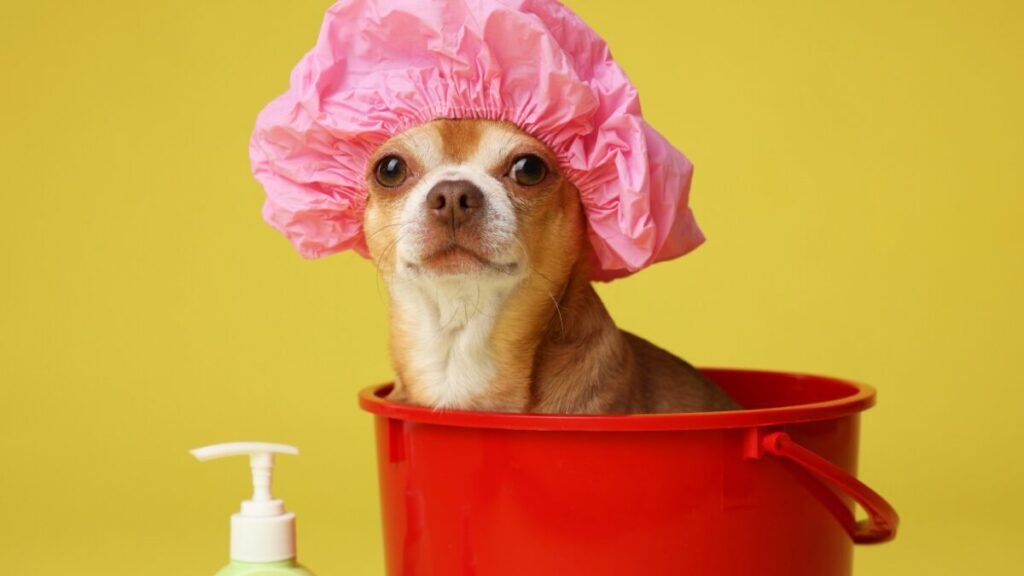 Banho em cachorro com detergente