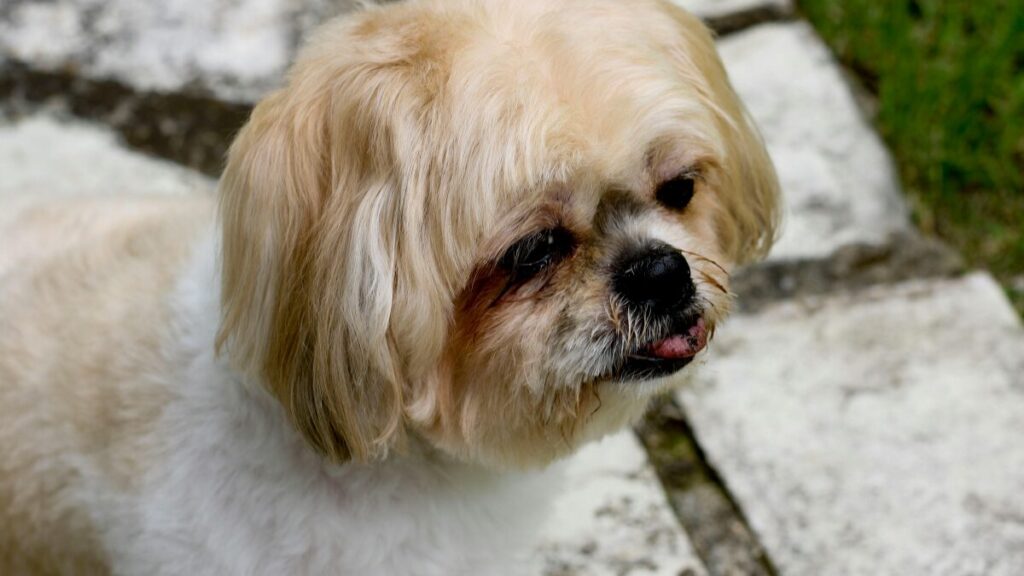 Shih Tzu: 9 Verdades Sobre Cuidar Dessa Raça
