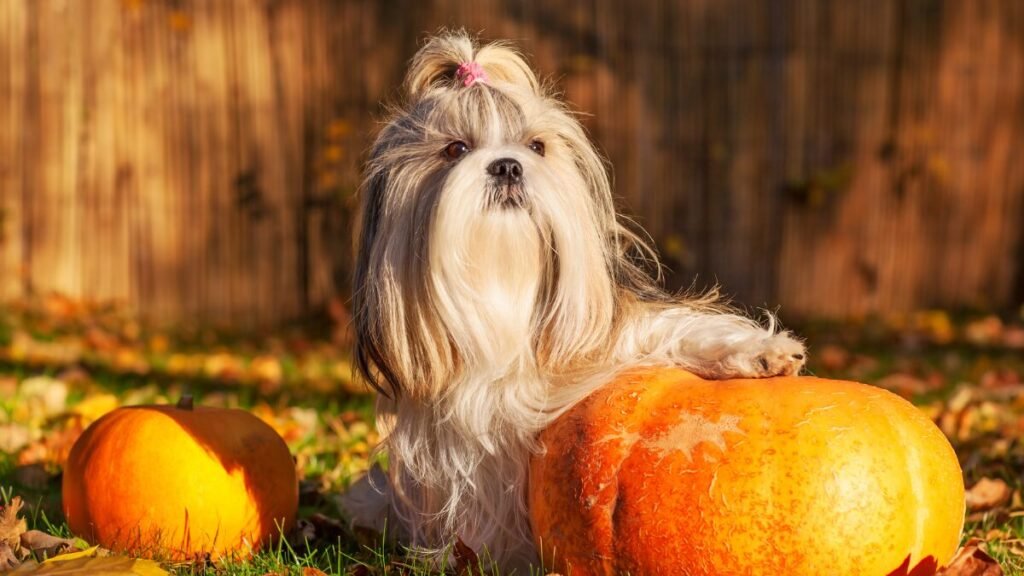 Shih Tzu ou Yorkshire 5 Diferenças no Apartamento