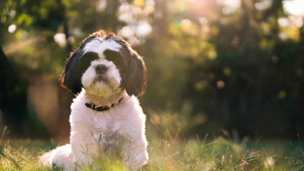 Shih Tzu ou Yorkshire 5 Diferenças no Apartamento