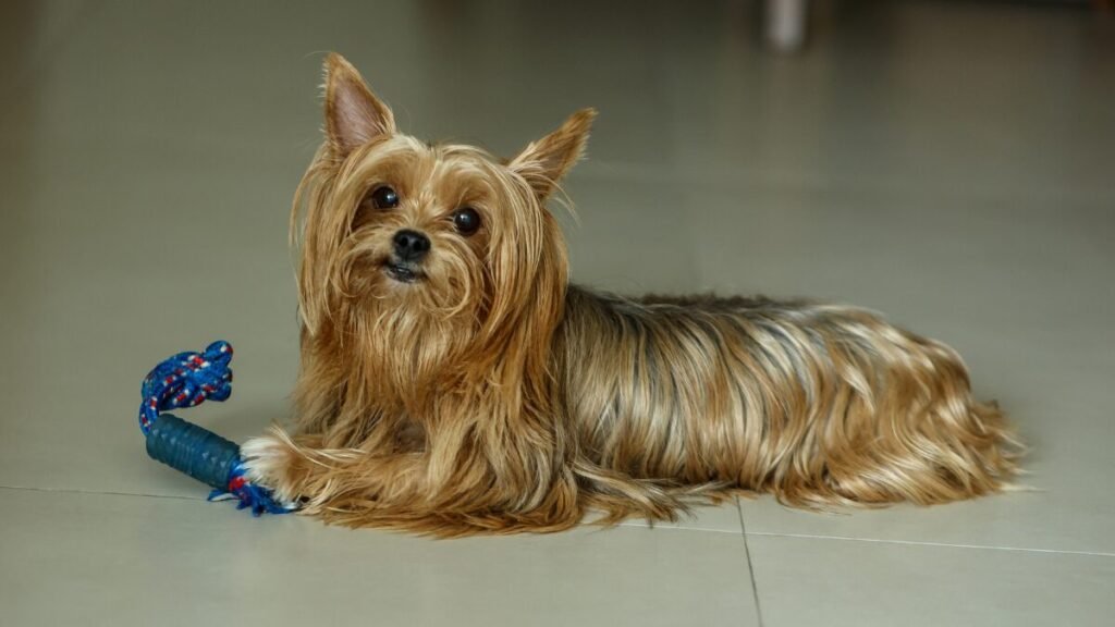 Shih Tzu ou Yorkshire 5 Diferenças no Apartamento
