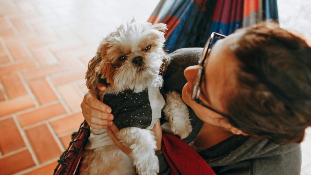 rotina de exercícios Shih Tzu