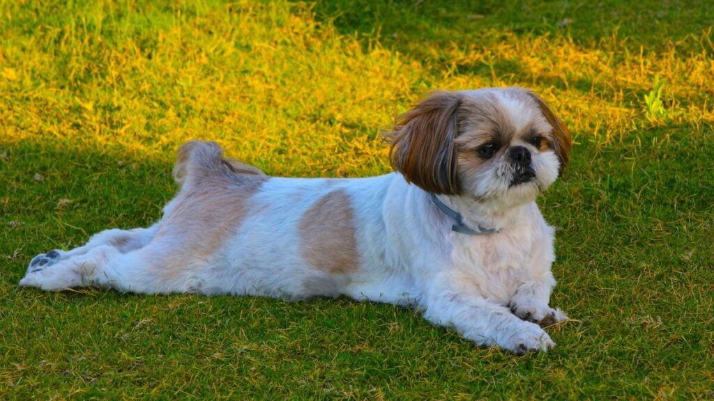 rotina de exercícios Shih Tzu