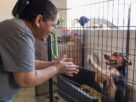 Cão de Abrigo Pode Levar Até 3 Meses Para Se Adaptar