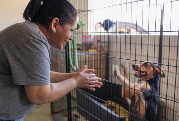 Cão de Abrigo Pode Levar Até 3 Meses Para Se Adaptar