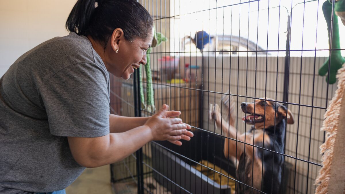 Cão de Abrigo Pode Levar Até 3 Meses Para Se Adaptar