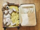 Férias com Pets 7 Dicas para Preparar seu Cão para Viajar