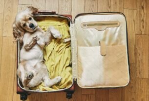 Férias com Pets 7 Dicas para Preparar seu Cão para Viajar