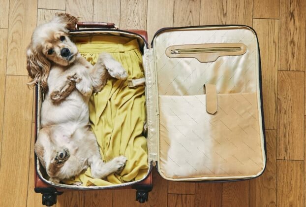 Férias com Pets 7 Dicas para Preparar seu Cão para Viajar