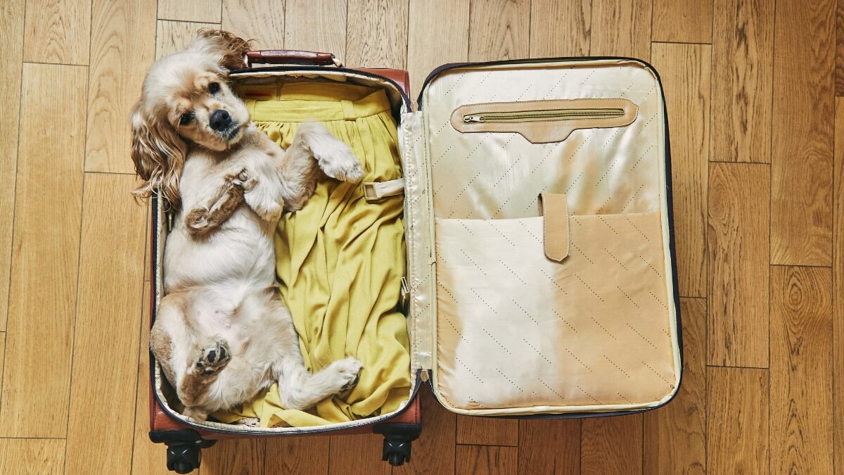 Férias com Pets: 7 Dicas para Preparar seu Cão para Viajar
