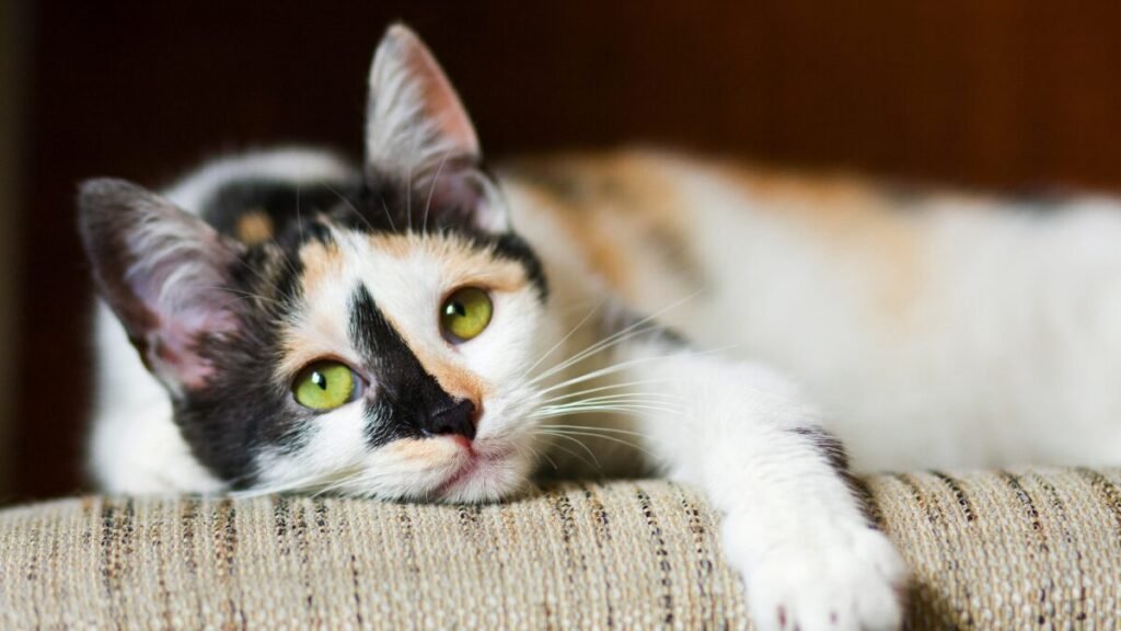 Existe gato autista?