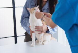 Gato Autista Existe?